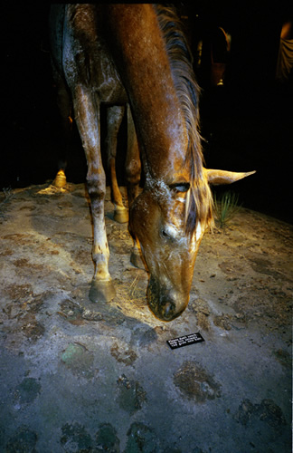 Laura Nash, Horse,  St. Louis, 2002