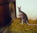 Laura Nash, Kangaroo, 1996