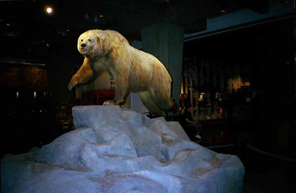 Laura nash, Golden Grizzly,  St. Louis, 2002