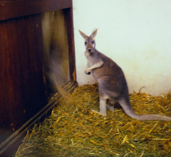 Laura Nash, Kangaroo, 1996